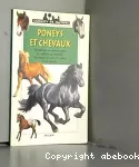 Poneys et chevaux